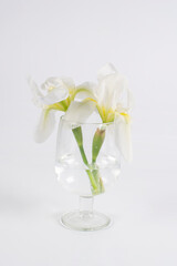 Flores blancas sobre fondo blanco en copa de cristal