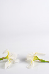 Fototapeta na wymiar Flores blancas sobre fondo blanco con espacio encima blanco