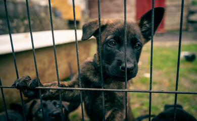 Closeup portrait of a sad black Dutch Shepherd dog behind metal fence