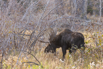 Bull Shiras Moose During the Rut in Grand Teton National Park Wyoming in Autumn