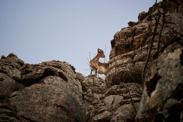 Low angle shot of a mountain goat standing on top of a hill at the El Torcal Park in Spain