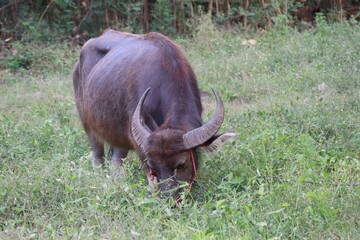 warthog in the grass