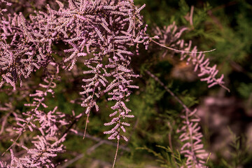 Salt cedar tamarix pink flowers