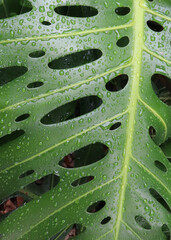 Fototapeta na wymiar Monstera leaf detail with rain drops