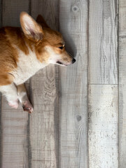 welsh corgi pembroke