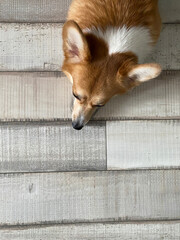 welsh corgi pembroke