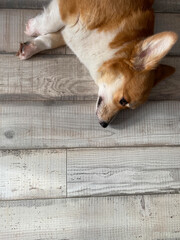 welsh corgi pembroke