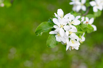 beautiful branch cherry tree with flowers. Spring is coming. blurred green natural background with place for text