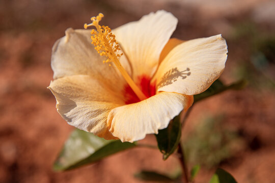 Flower of Hibiscus rosa-sinensis, or Chinese hibiscus.