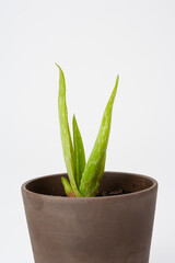 Aloe plant in a pot
