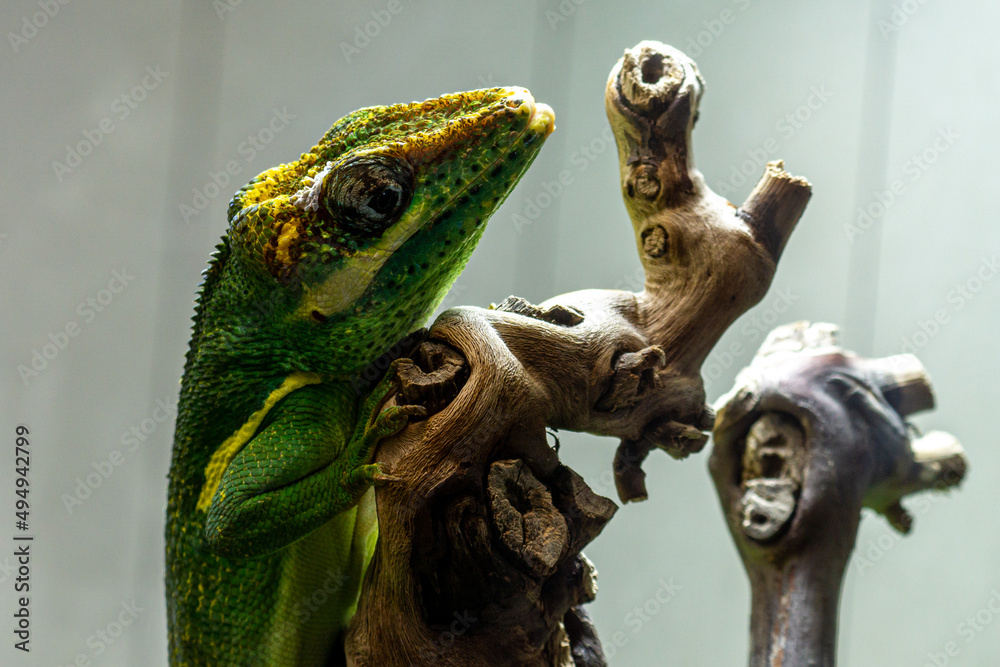 Sticker Closeup shot of common iguana on an old wooden branch