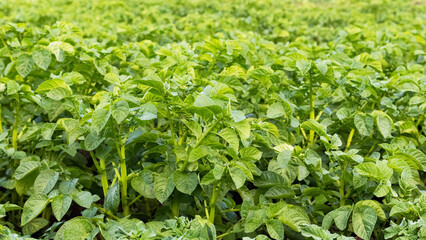 Green potato bushes in the garden. Growing potatoes