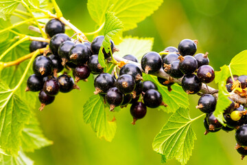 Black currant berries in the garden on the bush. Currant harvest. Growing currants