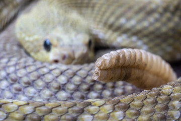Selective focus shot of rattle snake tail against a blurred face background
