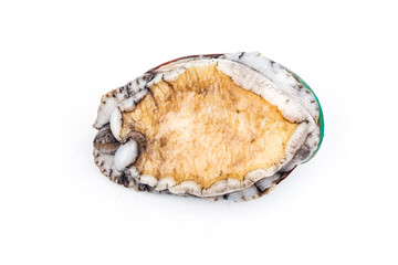 Raw abalones on the white background
