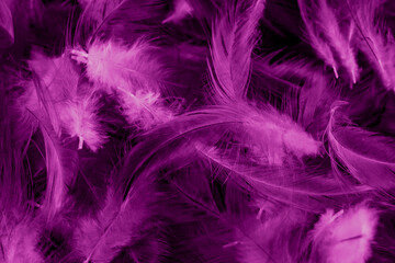 macro photo of violet hen feathers. background or textura