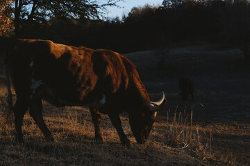 Texas longhorn cow grazing during winter sunset in rural field.