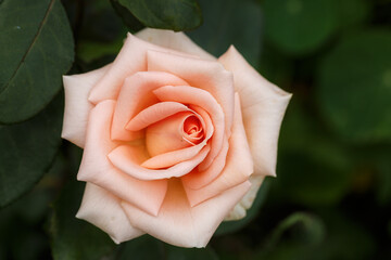 Delicate pink rose on a background of summer greenery. the Rose. Floriculture, perennial flowers.