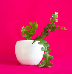 Tropical Fishbone Cactus houseplant also known as the Zig Zag plant and Epiphyllum Anguliger, in a white pot isolated on a pink background, copyspace. Close up on its long, green, flat and wavy stems.