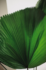 Green fern