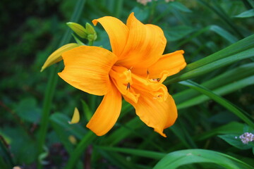 Daylily Liliowiec Three Tears Hemerocallis hybrida orange flower