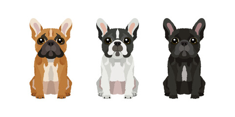Set of illustrations of three french bulldogs in different colors. Vector dogs collection for your design