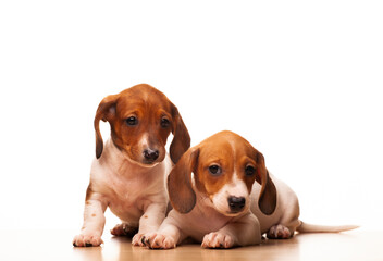 image of dog white background