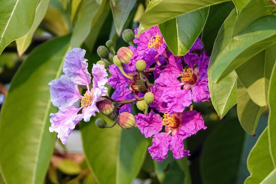 Closeup of Lagerstroemia speciosa, giant crepe-myrtle, Queen's crepe-myrtle, or pride of India.