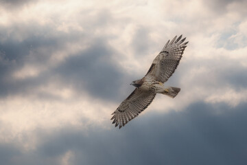 Common buzzard (buteo buteo) flying high in a cloudy sky with its wings wide open