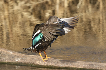 Obraz premium African Black Duck, Kruger National Park