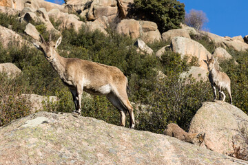 mountain goats in the mountains of La Pedriza in the province of Madrid
