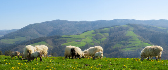 green meadows with grazing sheep, Orendain in Euskadi