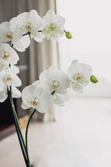 white orchid flower