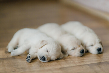 cute and funny golden retriever puppies explore the world, eat and sleep