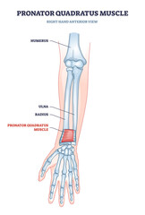 Obraz premium Pronator quadratus muscle with right hand anterior view of muscular and skeletal system outline diagram. Labeled educational arm anatomy with humerus, ulna and radius bone location vector illustration