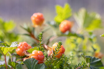 Cloudberry