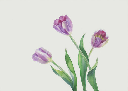 Three violet tulips on white watercolor background