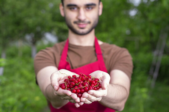 Young Man Handful Harvesting Currant Fresh Red Fruits On A Summer Day. Farmer Guy Temporary Seasonal Worker Contractual, Interim, Casual Staff, With Berries In Garden