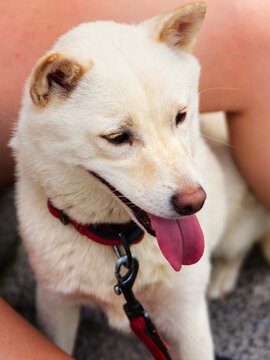 Vertical overhead shot of a Korean Jindo with its tongue out