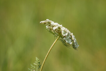 Closeup of wild carrot in bloom with green blurred background