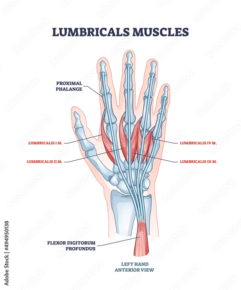 Poster Lumbricals muscles as hand and fingers muscular part anatomy outline diagram. Labeled educational scheme with medical proximal phalange and flexor digitorum progundus structure vector illustration.