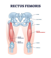 Rectus femoris muscle as one of quadriceps muscular group outline diagram. Labeled educational scheme with skeletal upper leg anatomy vector illustration. Body vastus lateralis and medialis location.