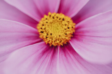 pink flower macro