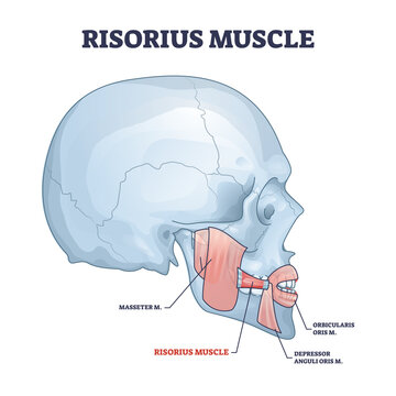 Risorius muscle as human facial expression muscular system outline diagram. Labeled educational scheme with masseter, orbicularis and depressor anguli oris mouth parts anatomy vector illustration.