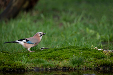 Eurasian jay on the grass