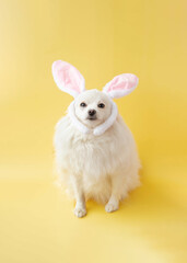 White little pomeranian dog with rabbit ears on his head on a yellow background happy Easter concept