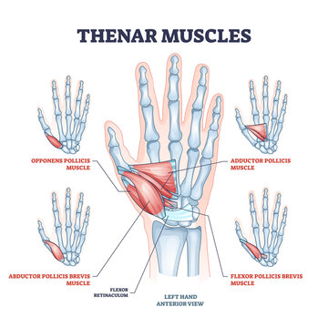 Thenar muscles for fingers movement with thumb and palm outline diagram. Labeled educational medical anatomy scheme with opponens pollicis, adductor, abductor brevis and flexor vector illustration.