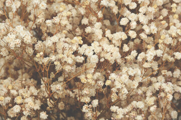 flores secas naturales Gypsophila Paniculata_10