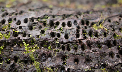 Tree trunk with woodpecker damage. Old fallen tree with parallel lines of holes made by a...
