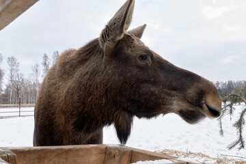 Fototapeta premium Moose in the reserve in winter.